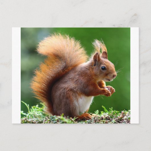 Carte Postale Image d'écureuil mignonne (Devant)