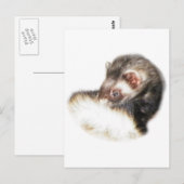 Carte Postale Image du Ferret de l'able (Devant / Derrière)