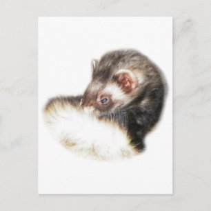 Carte Postale Image du Ferret de l'able