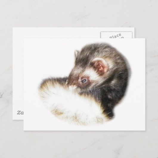 Carte Postale Image du Ferret de l'able (Devant / Derrière)