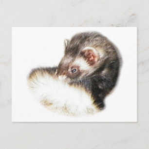Carte Postale Image du Ferret de l'able