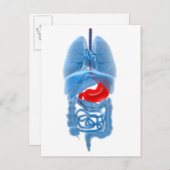 Carte Postale Image En Rayon X D'Organes Internes Avec Estomac (Devant / Derrière)