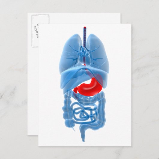 Carte Postale Image En Rayon X D'Organes Internes Avec Estomac (Devant / Derrière)