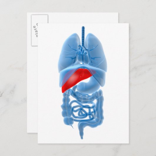 Carte Postale Image En Rayon X D'Organes Internes Avec Pancréas (Devant / Derrière)