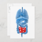 Carte Postale Image En Rayon X D'Organes Internes Avec Petits (Devant / Derrière)