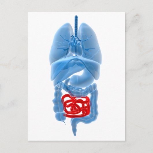 Carte Postale Image En Rayon X D'Organes Internes Avec Petits (Devant)