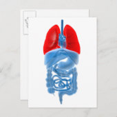 Carte Postale Image En Rayon X D'Organes Internes Avec Poumons (Devant / Derrière)