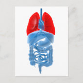 Carte Postale Image En Rayon X D'Organes Internes Avec Poumons (Devant)