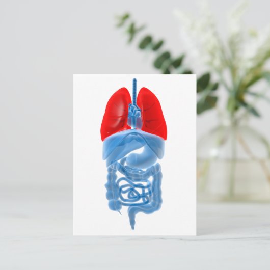 Carte Postale Image En Rayon X D'Organes Internes Avec Poumons (Debout devant)