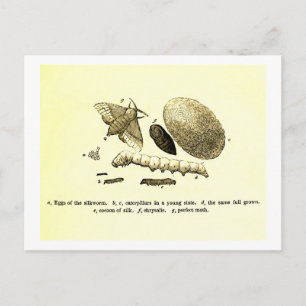 Carte Postale Image Insecte vintage ver à soie Moth
