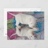 Carte Postale Image miroir (Devant / Derrière)