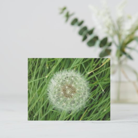 Carte postale - image nature (Debout devant)