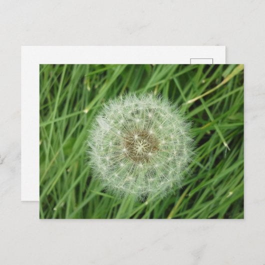 Carte postale - image nature (Devant / Derrière)