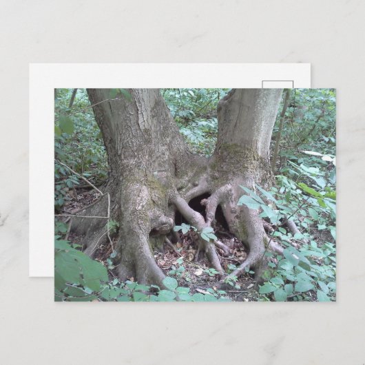 Carte postale - image nature (Devant / Derrière)