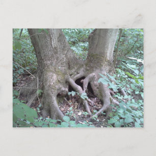 Carte postale - image nature