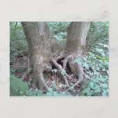 Carte postale - image nature (Devant)