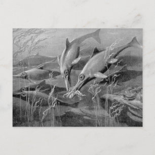 Carte Postale Image noir et blanc vintage rétro d'ichthyosaure