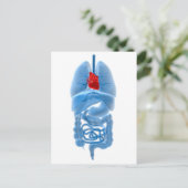 Carte Postale Image radiographique d'organes internes avec cœur (Debout devant)