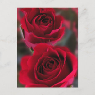 Carte Postale Image Red Roses