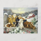 Carte Postale Image vintage de vache (Devant)