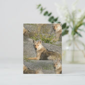 Carte postale Images Coyote (Debout devant)