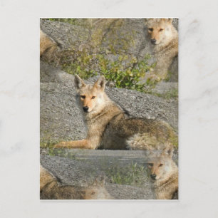 Carte postale Images Coyote