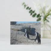 Carte Postale Images de Cape Town Boulders Beach (Debout devant)
