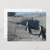 Carte Postale Images de Cape Town Boulders Beach (Devant / Derrière)