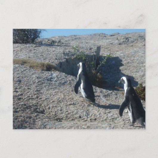 Carte Postale Images de Cape Town Boulders Beach (Devant)