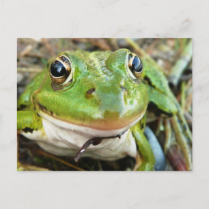 Carte postale Images de grenouille
