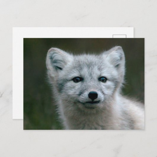 Carte Postale Images Getty | Arctic Fox Kit (Devant / Derrière)