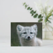 Carte Postale Images Getty | Arctic Fox Kit (Debout devant)