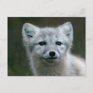 Carte Postale Images Getty   Arctic Fox Kit