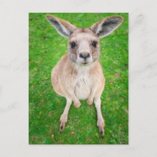 Carte Postale Images Getty | Baby Kangaroo (Devant)