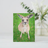 Carte Postale Images Getty | Baby Kangaroo (Debout devant)