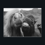 Carte Postale Images Getty | Chevaux souriants<br><div class="desc">Il y a toujours un ami avec le grand sourire et partout où vous allez, ces blancs perlés doivent être exposés. Et puis vous avez l’ami avec la grande crinière et juste un cheval vraiment heureux chaque fois que vous êtes ensemble. Faites la fête de quelqu’un avec ce grand rappel...</div>