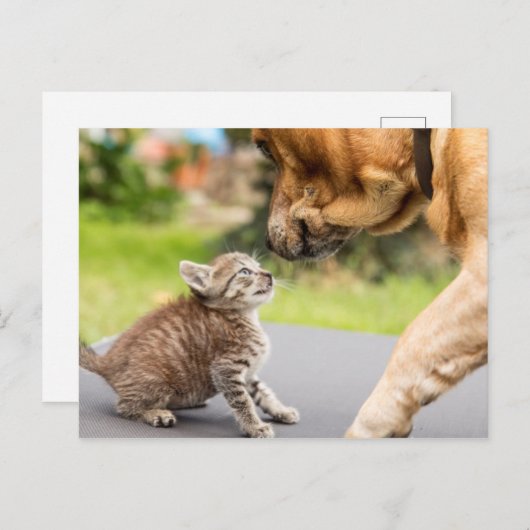 Carte Postale Images Getty | Chien et chat en amour (Devant / Derrière)