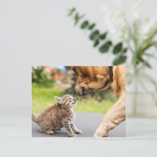 Carte Postale Images Getty | Chien et chat en amour (Debout devant)