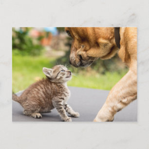 Carte Postale Images Getty   Chien et chat en amour
