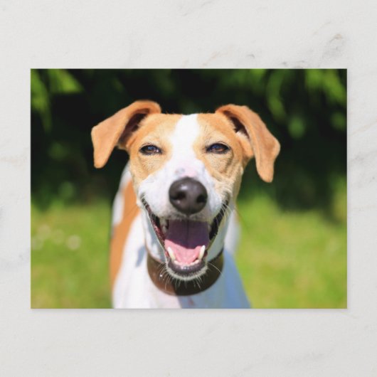 Carte Postale Images Getty | Chien riant (Devant)