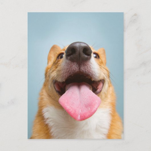 Carte Postale Images Getty | Corgi très heureux (Devant)