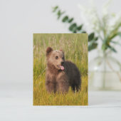 Carte Postale Images Getty | Drôle bébé ours (Debout devant)