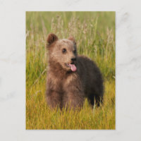Images Getty | Drôle bébé ours