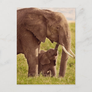 Carte Postale Images Getty Elephant & bébé