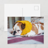 Carte Postale Images Getty | English Bulldog (Devant / Derrière)