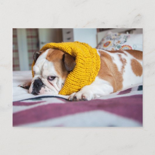 Carte Postale Images Getty | English Bulldog (Devant)