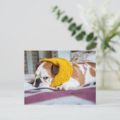 Carte Postale Images Getty | English Bulldog (Debout devant)