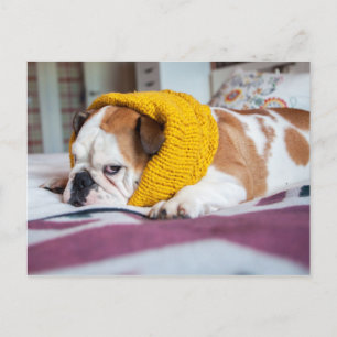 Carte Postale Images Getty   English Bulldog