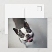 Carte Postale Images Getty | French Bulldog (Devant / Derrière)