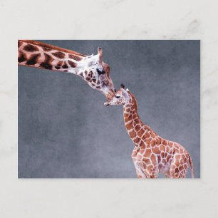 Carte Postale Images Getty   Mère et bébé Giraffe